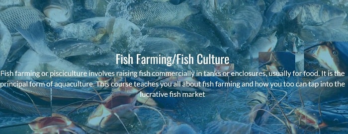 Automated system for learning fish faming and production (PHP source codes)